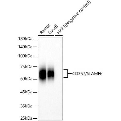 CD352/SLAMF6 Rabbit mAb