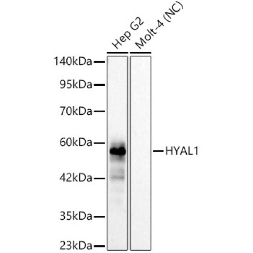 HYAL1 Rabbit mAb