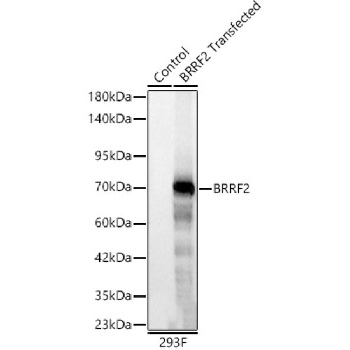 BRRF2 Rabbit mAb