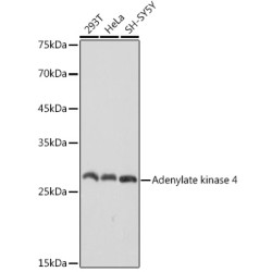 Adenylate kinase 4 Rabbit mAb