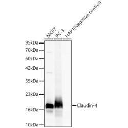 Claudin-4 Rabbit mAb