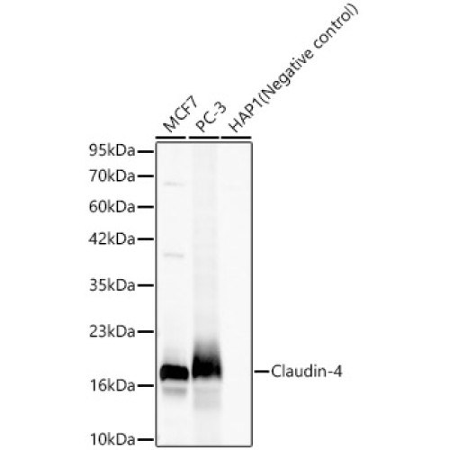 Claudin-4 Rabbit mAb