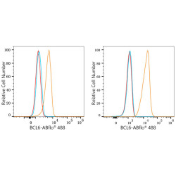 ABflo® 488 Rabbit anti-Human Bcl-6 mAb