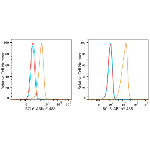 ABflo® 488 Rabbit anti-Human Bcl-6 mAb