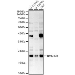 TIMM17B Rabbit pAb