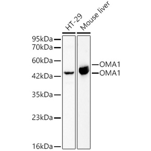 OMA1 Rabbit pAb