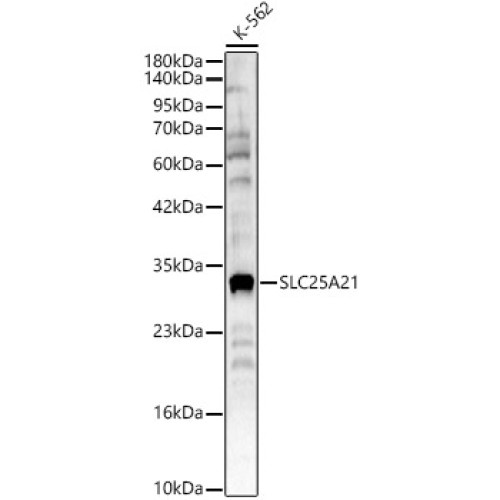 SLC25A21 Rabbit pAb