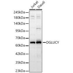 DGLUCY Rabbit pAb