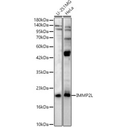 IMMP2L Rabbit pAb