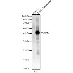 CNMD Rabbit pAb