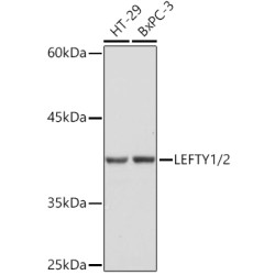 LEFTY1/2 Rabbit mAb