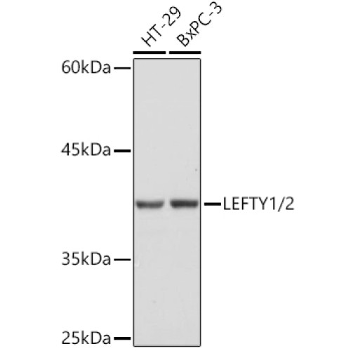 LEFTY1/2 Rabbit mAb