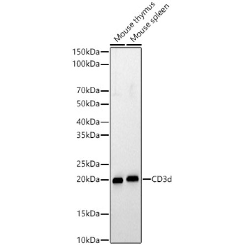 CD3d Rabbit pAb