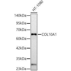 COL10A1 Rabbit pAb