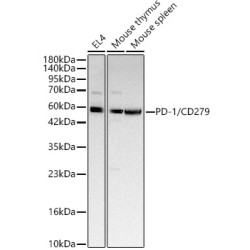 PD-1/CD279 Rabbit pAb
