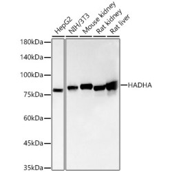 [KO Validated] HADHA Rabbit mAb