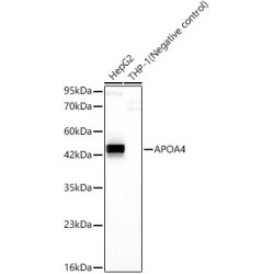 APOA4 Rabbit mAb