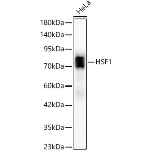 HSF1 Rabbit mAb
