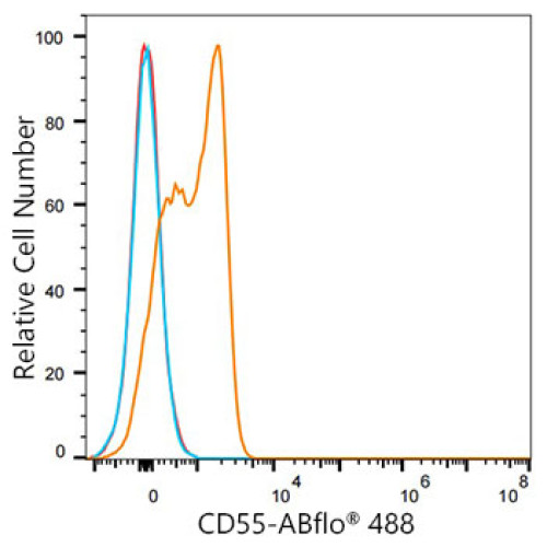 ABflo® 488 Rabbit anti-Mouse/Human CD55 mAb