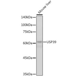 USP39 Rabbit mAb