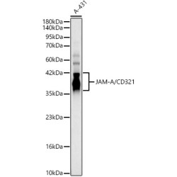 JAM-A/CD321 Rabbit pAb