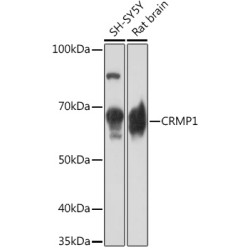CRMP1 Rabbit mAb