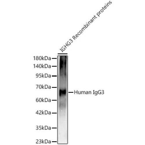 Human IgG3 Rabbit mAb