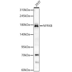 NFRKB Rabbit mAb