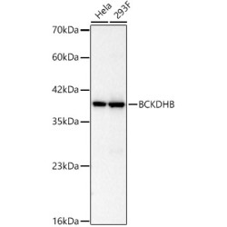 BCKDHB Rabbit mAb