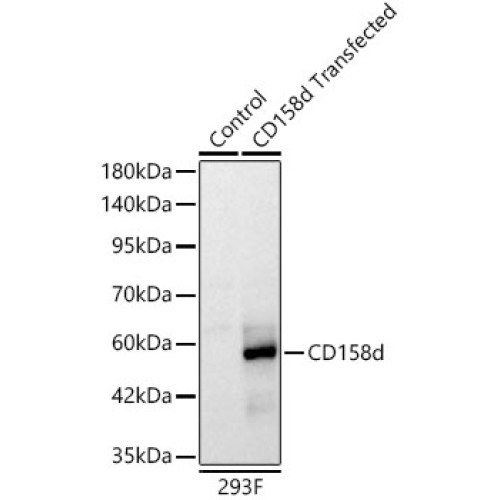 KIR2DL4 Rabbit mAb