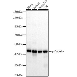γ-Tubulin Rabbit mAb