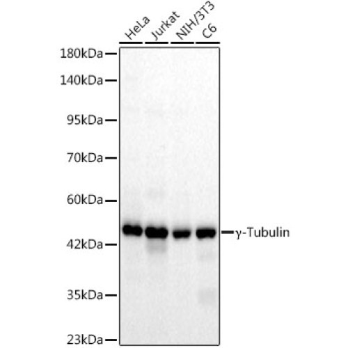 γ-Tubulin Rabbit mAb