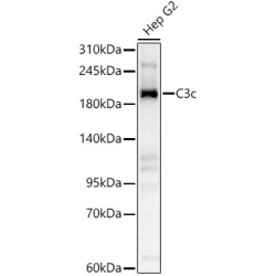 C3c Rabbit pAb