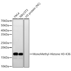 MonoMethyl-Histone H3-K36 Rabbit mAb