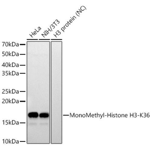 MonoMethyl-Histone H3-K36 Rabbit mAb