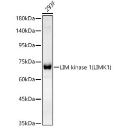 LIM kinase 1(LIMK1) Rabbit mAb