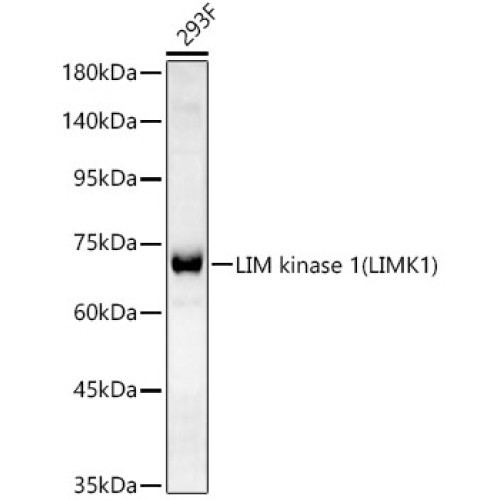 LIM kinase 1(LIMK1) Rabbit mAb