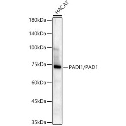 PADI1/PAD1 Rabbit mAb
