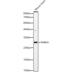 RAB5A Rabbit mAb