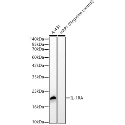 IL-1RA Rabbit mAb