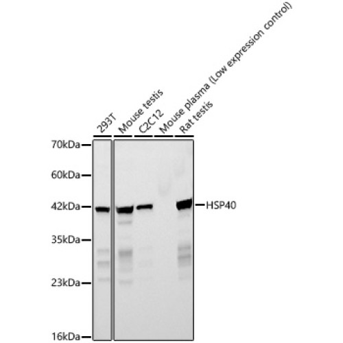 HSP40 Rabbit mAb