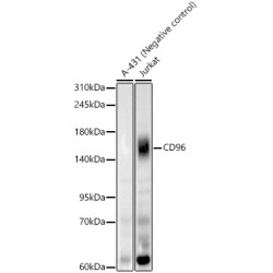 CD96 Rabbit mAb