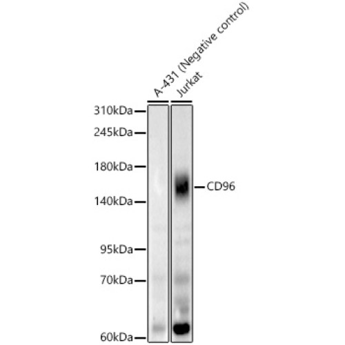 CD96 Rabbit mAb