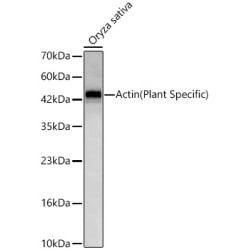 Actin(Plant Specific) Rabbit mAb