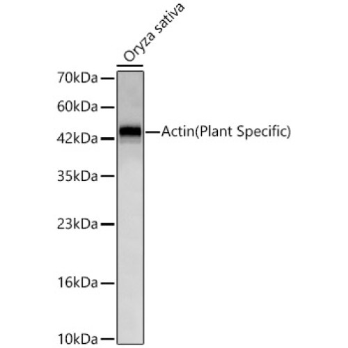 Actin(Plant Specific) Rabbit mAb