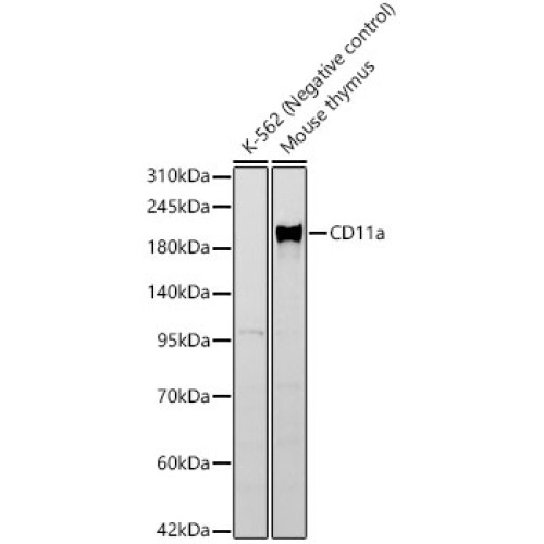 CD11a Rabbit mAb