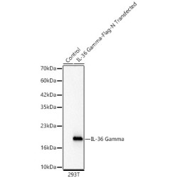 IL-36 Gamma Rabbit mAb