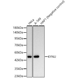 KYNU Rabbit mAb