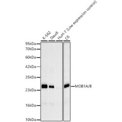 MOB1A/B Rabbit mAb
