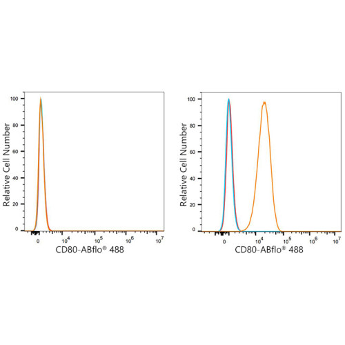 ABflo® 488 Rabbit anti-Mouse CD80/B7-1 mAb